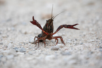 Ecrevisse rouge de Louisiane (Procambarus clarkii) 