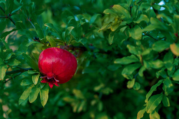 Garnet pomegranate fruit growing gardening. High quality photo
