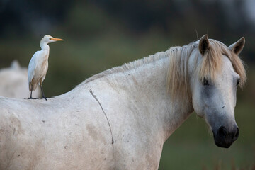 Héron garde-boeuf sur cheval de Camargue Bubulcus ibis