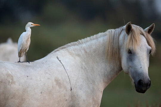 H&eacute;ron garde-boeuf sur cheval de Camargue Bubulcus ibis