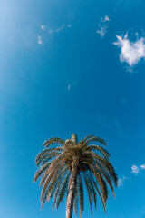 Obraz premium Palm tree with blue sky