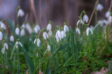 Snowdrops