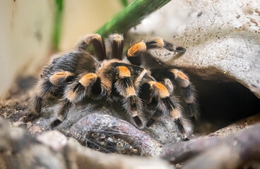 arraignée Grammostola rosea