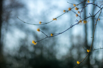 Branch flowers