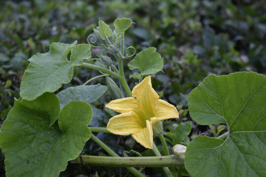 Selective focus shot of a yellow flower of a pumpkin vine