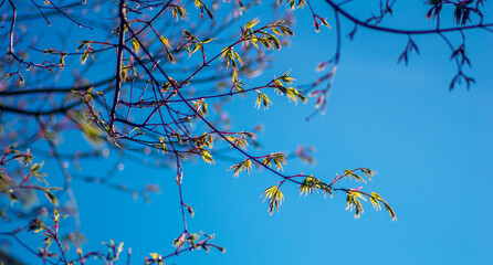 Tree blossom