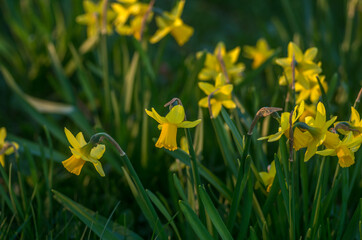 Daffodils