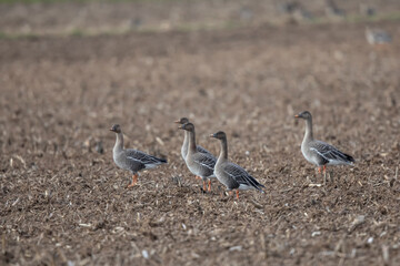 Anser fabalis Oie des moissons