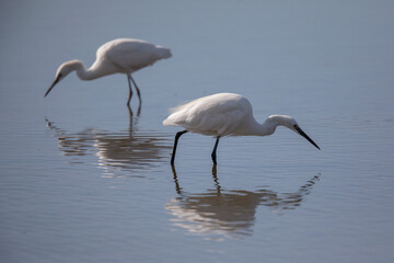 Aigrette garzette Egretta garzetta