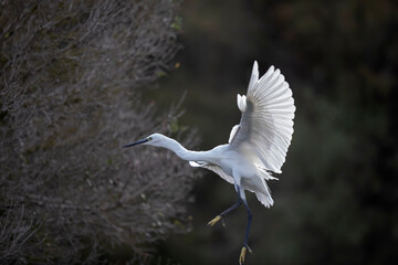 Aigrette garzette Egretta garzetta
