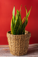 Green plant Sansevieria in a wicker pot on a red background