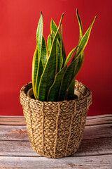 Green plant Sansevieria in a wicker pot on a red background
