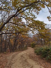 path in autumn forest