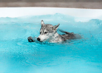 A young Siberian Husky female dog is swimming in a pool. Her fur is grey and white, and her eyes are blues. She swims in rippled azure water. A grey tile is in the background.