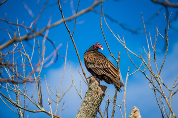 Turkey Vulture On Tree