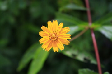 yellow flower