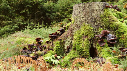 Pilzansammlung im Misselbachtal