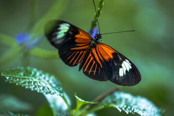 I hear the sound of a butterfly