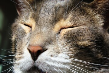 Portrait of a cute cat resting under the sun