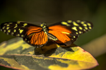 Save the world, one butterfly at a time.