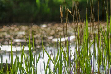 River side reeds