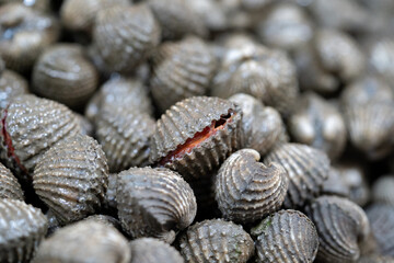 Cockles seafood pile or scallop fresh raw shellfish in fresh market on ice for sales.