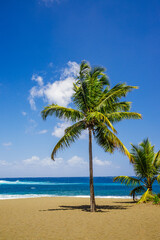 Fototapeta na wymiar Palm tree of Etang-Sale beach on Reunion Island