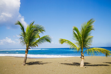 Two palm trees of the Etang-Sale beach on Reunion Island