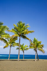 Fototapeta na wymiar Palm trees of Etang-Sale beach on Reunion Island