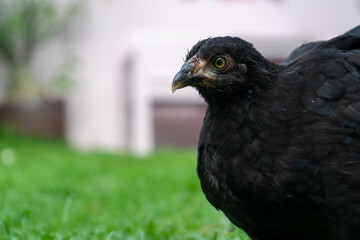 black Wyandotte Chicken on the grass field.