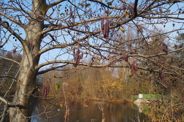 red hazelnut tree with its seeds