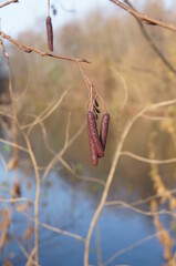 red hazelnut tree with its seeds
