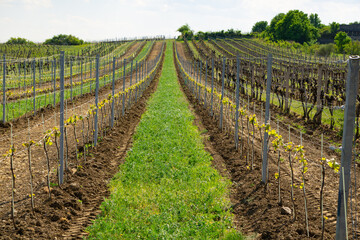 Vineyard in spring, the first vines are sprouting
