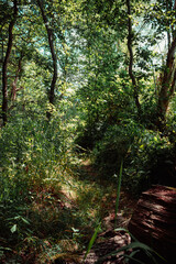 trees in the dense jungle in summer