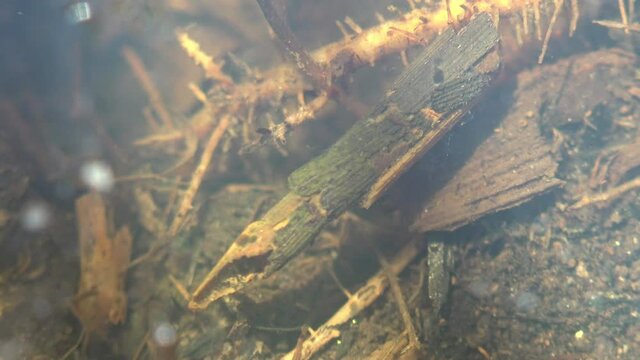 Caddisfly, or order Trichoptera crawling along bottom of small swamp in forest, looking for food - other insects. View macro insect in underwater