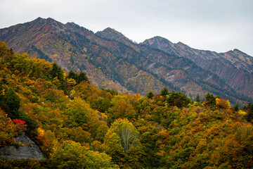 紅葉した山