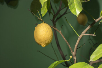 lemon tree, hands holding
