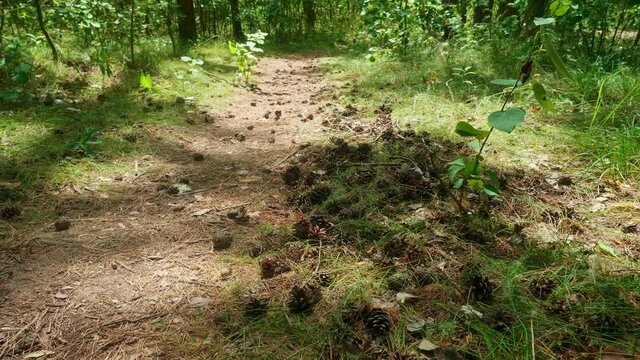 Panoramic view of path in the forest covered with strobiles. Nice russian nature