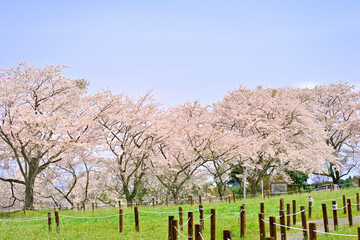 さわやかな宮城の桜