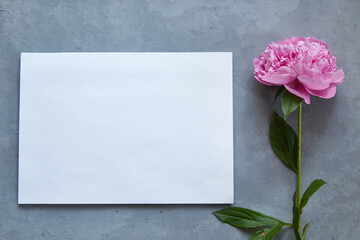 Mockup. Blank white paper for text. Pink peony flower on a gray concrete background.