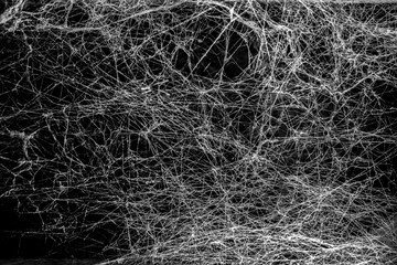 spiderweb on a dark background
