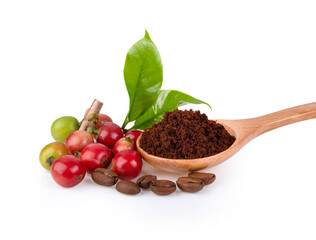 Roasted coffee bean and fesh coffee bean on white background