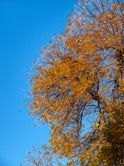 Autumn bright yellow leaves on a tree with a blue sky
