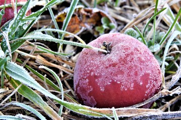 Apfel, Winter, Obst, Frost