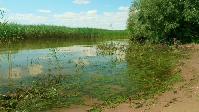 View of green reeds and scum on the river shore. Water of calm river in sunny afternoon.