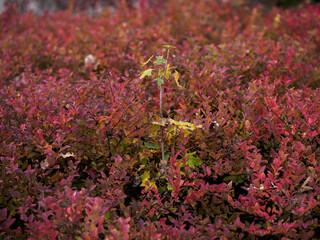 Sprout with yellow leaves among a red leaf shrub