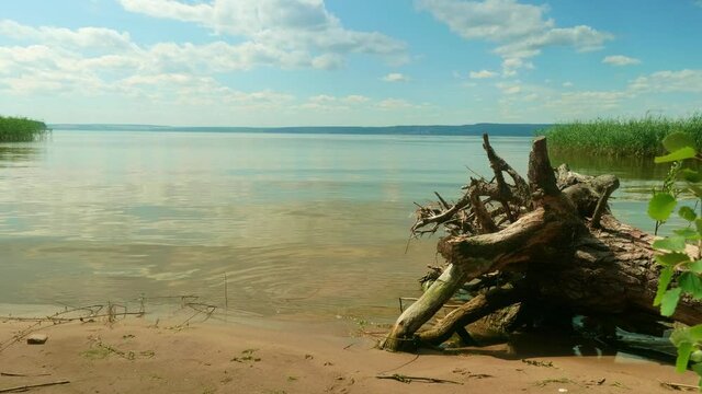 Roots of old dry tree on shore of river. View of calm water of river and blue sly