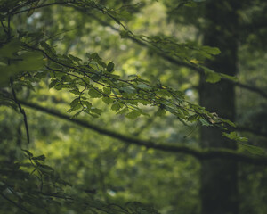 A macro photograph of the forest that surrounds Derwent Waters.