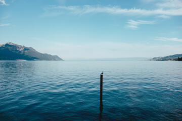 Fototapeta na wymiar Bird on the blue Lake Geneva
