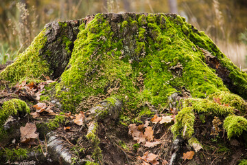 pień © Maciej Raszewski